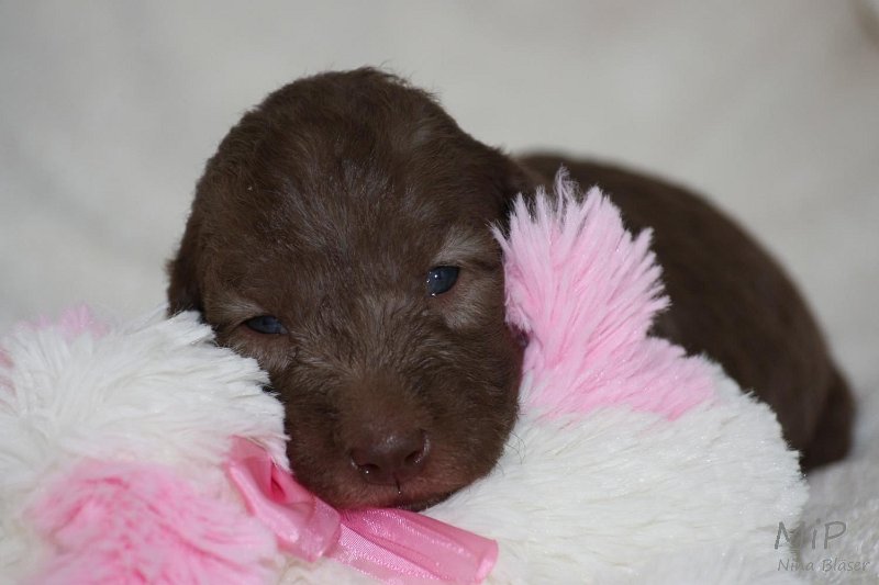 2011-05-15 Puppies Candy & Svet (37).jpg